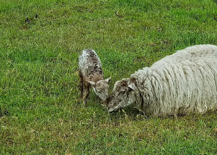 Alloggio in famiglia Bideartean, Caserío Vasco, Recién Reformado Zaitegui